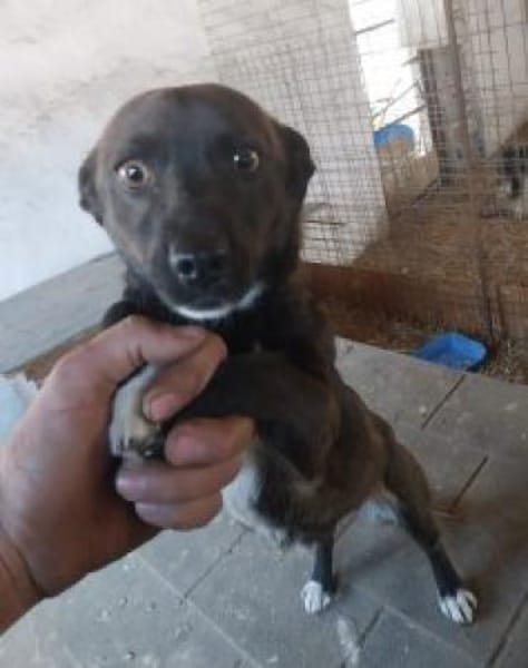 Chanti 32 cm (Pflegestelle)