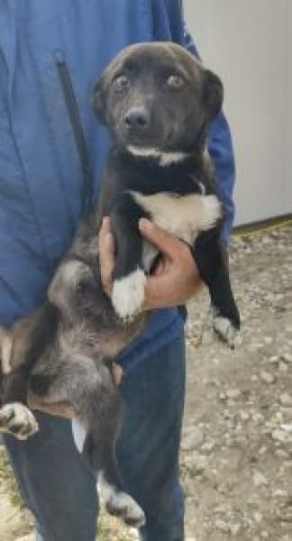 Chanti 32 cm (Pflegestelle)