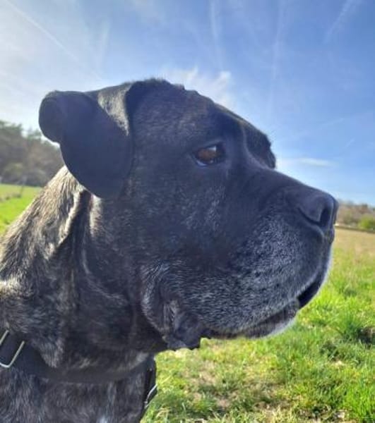 Paul, Pflegestelle in Hessen