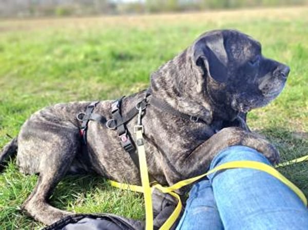 Paul, Pflegestelle in Hessen