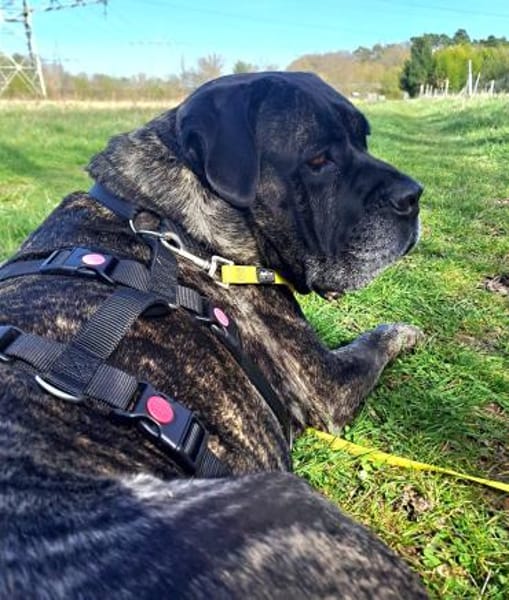 Paul, Pflegestelle in Hessen