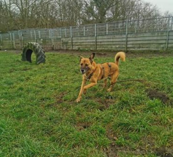 PANCHO BRAUCHT DICH!