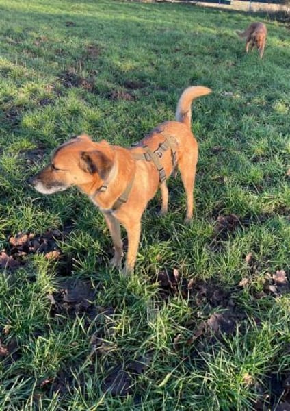 PANCHO BRAUCHT DICH!