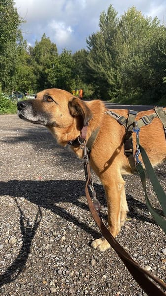 PANCHO BRAUCHT DICH!