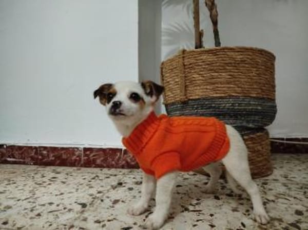 Pazu kleiner Zwerg sucht sein Glück