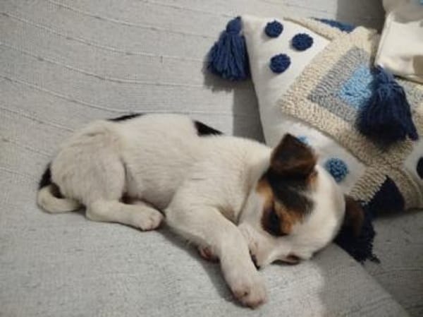 Pazu kleiner Zwerg sucht sein Glück