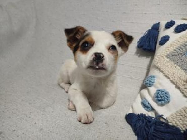 Pazu kleiner Zwerg sucht sein Glück