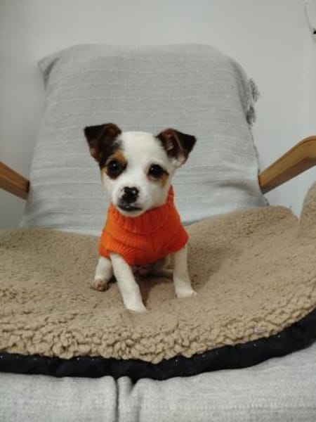 Pazu kleiner Zwerg sucht sein Glück