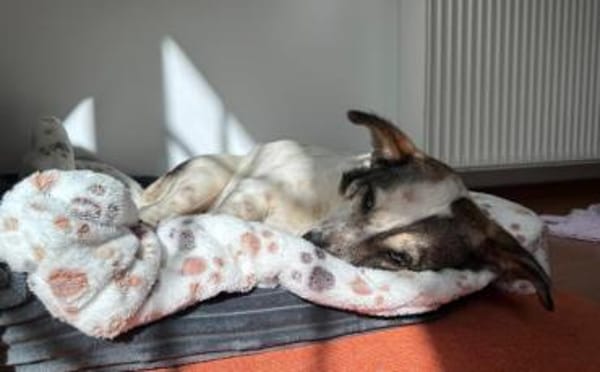 Freundliche, soziale Finnie sucht dich