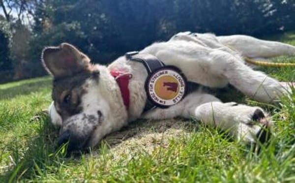 Freundliche, soziale Finnie sucht dich