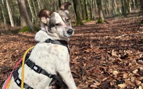 Freundliche, soziale Finnie sucht dich