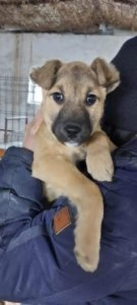 Ajax 38 cm (Apr 26) Pflegestelle