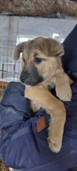 Ajax 38 cm (Apr 26) Pflegestelle