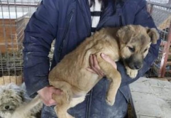 Ajax 38 cm (Apr 26) Pflegestelle