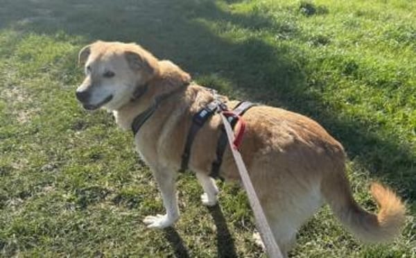 Treue Hundeseele Silvana