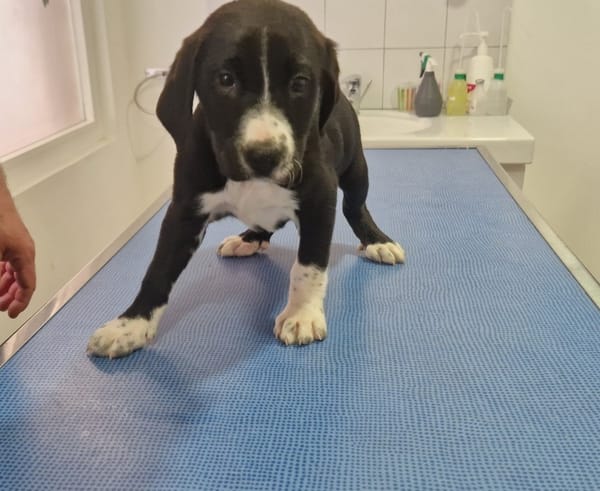 GRENADE (en cours d'adoption)