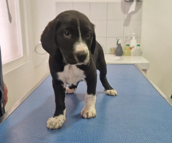 GRENADE (en cours d'adoption)