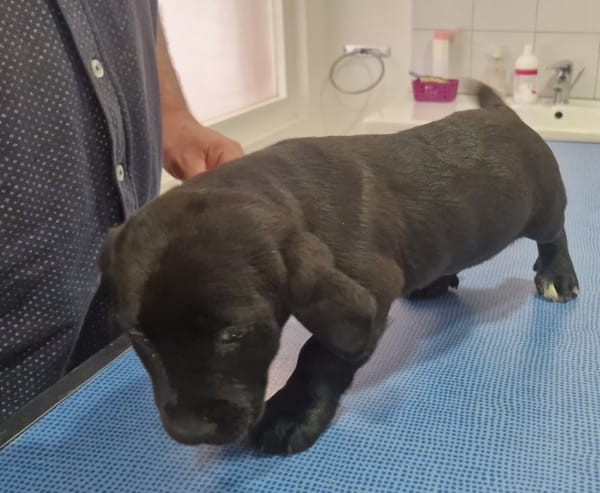 CERISE (en cours d adoption)