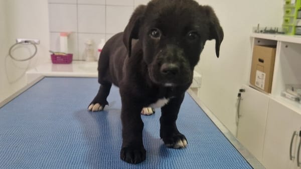 LITCHI (en cours d'adoption)