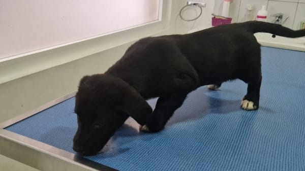 LITCHI (en cours d'adoption)