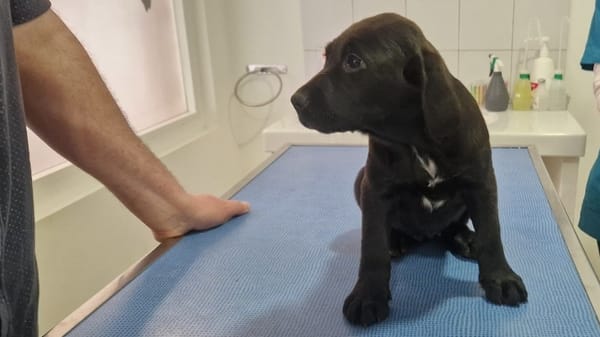 PRUNE (en cours d'adoption)