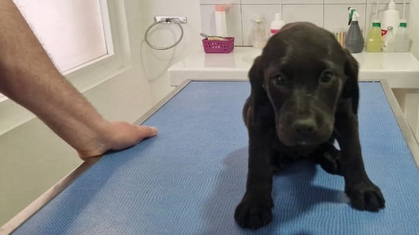 PRUNE (en cours d'adoption)