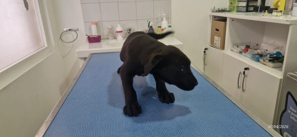 COCO (en cours d'adoption)