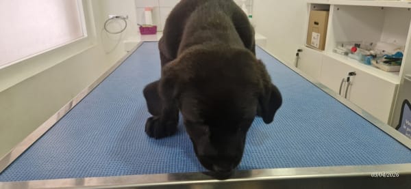 COCO (en cours d'adoption)