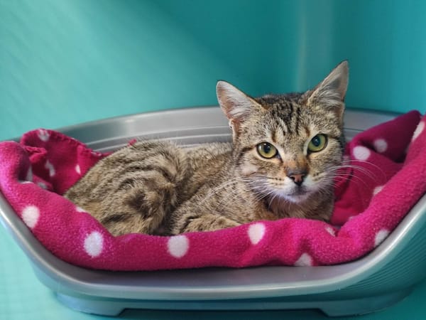 CAFE GLACE QCT (j'ai trouvé ma famille)