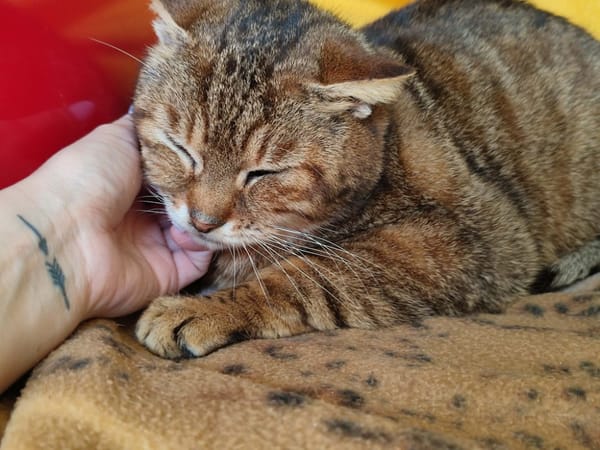 HOANI QCT (a trouvé sa famille)