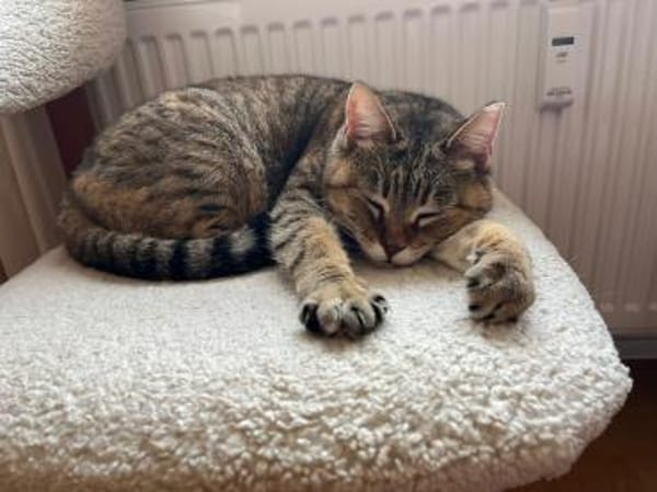 Verspielte Katze Greta