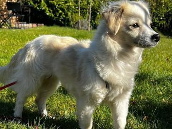 Schüchterne kleine Allie sucht Familie