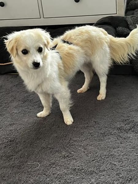 Schüchterne kleine Allie sucht Familie