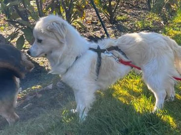 Schüchterne kleine Allie sucht Familie