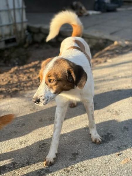 SONORA - hübsche junge Hündin