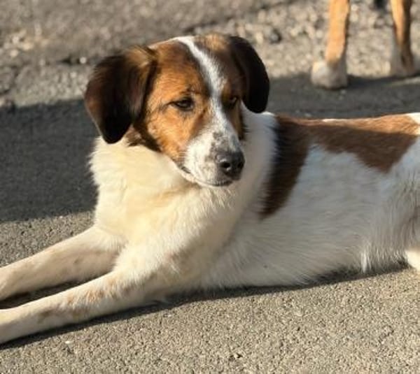 SONORA - hübsche junge Hündin