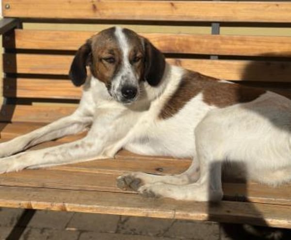 SONORA - hübsche junge Hündin