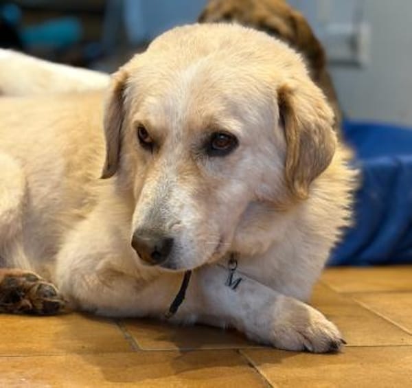 JOHNSON - möchte endlich eine Familie