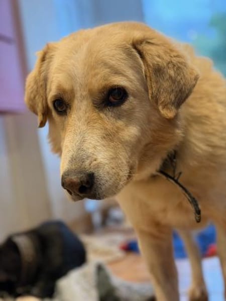 JOHNSON - möchte endlich eine Familie