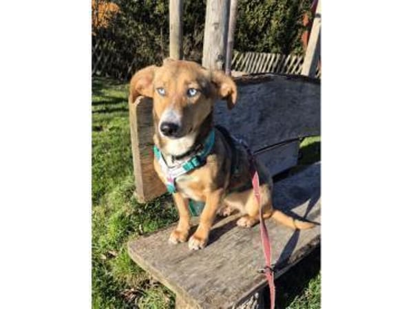 Lani - wartet in 74535 Mainhardt