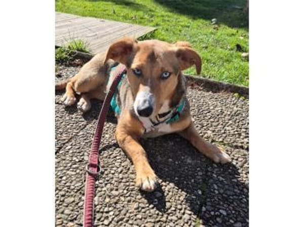 Lani - wartet in 74535 Mainhardt