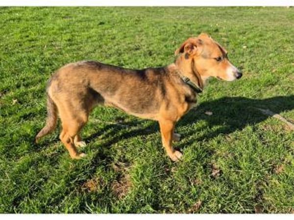 Lani - wartet in 74535 Mainhardt