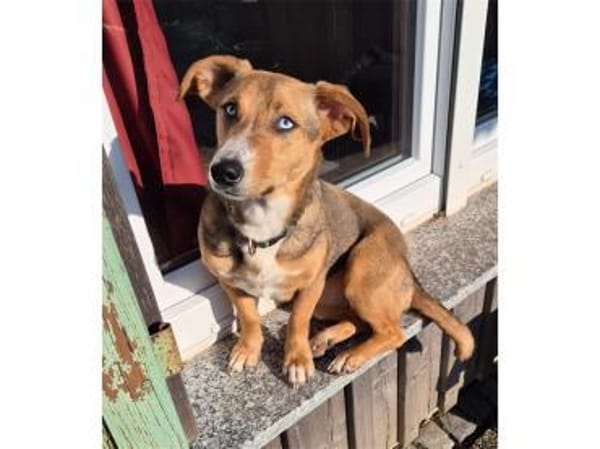 Lani - wartet in 74535 Mainhardt