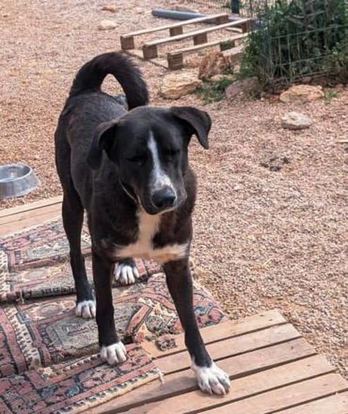 Meks - toller, lieber Kerl