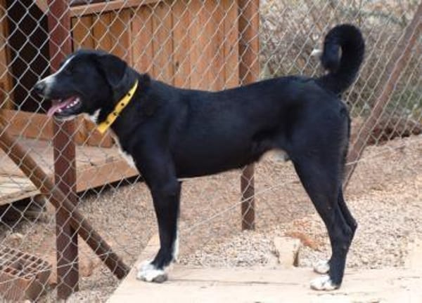 Meks - toller, lieber Kerl