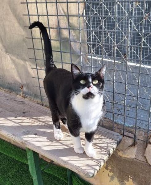 Wunderschöne Katze Ratona