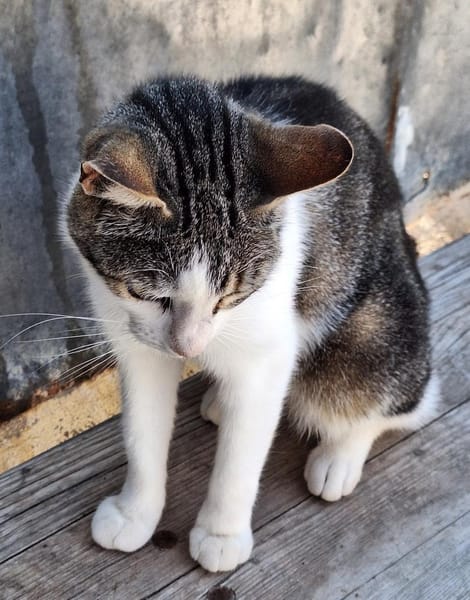 Lebensfrohe Katze Miteka