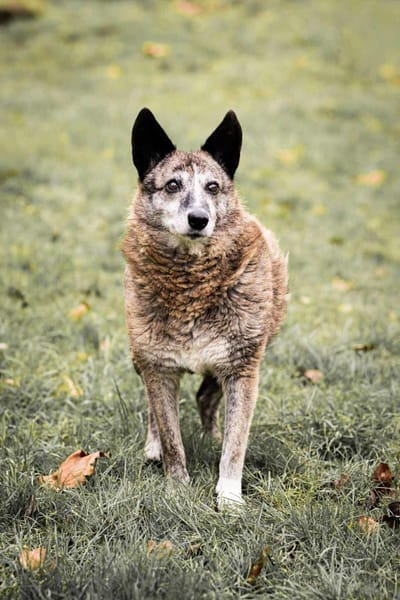 Lucy liebe alte Hündin 🍀