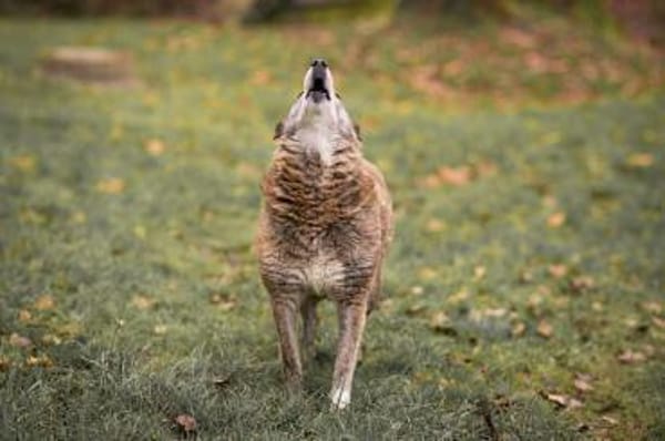 Lucy liebe alte Hündin 🍀