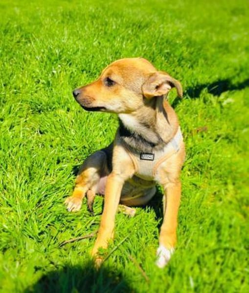 Raya ein kleines Welpenkind